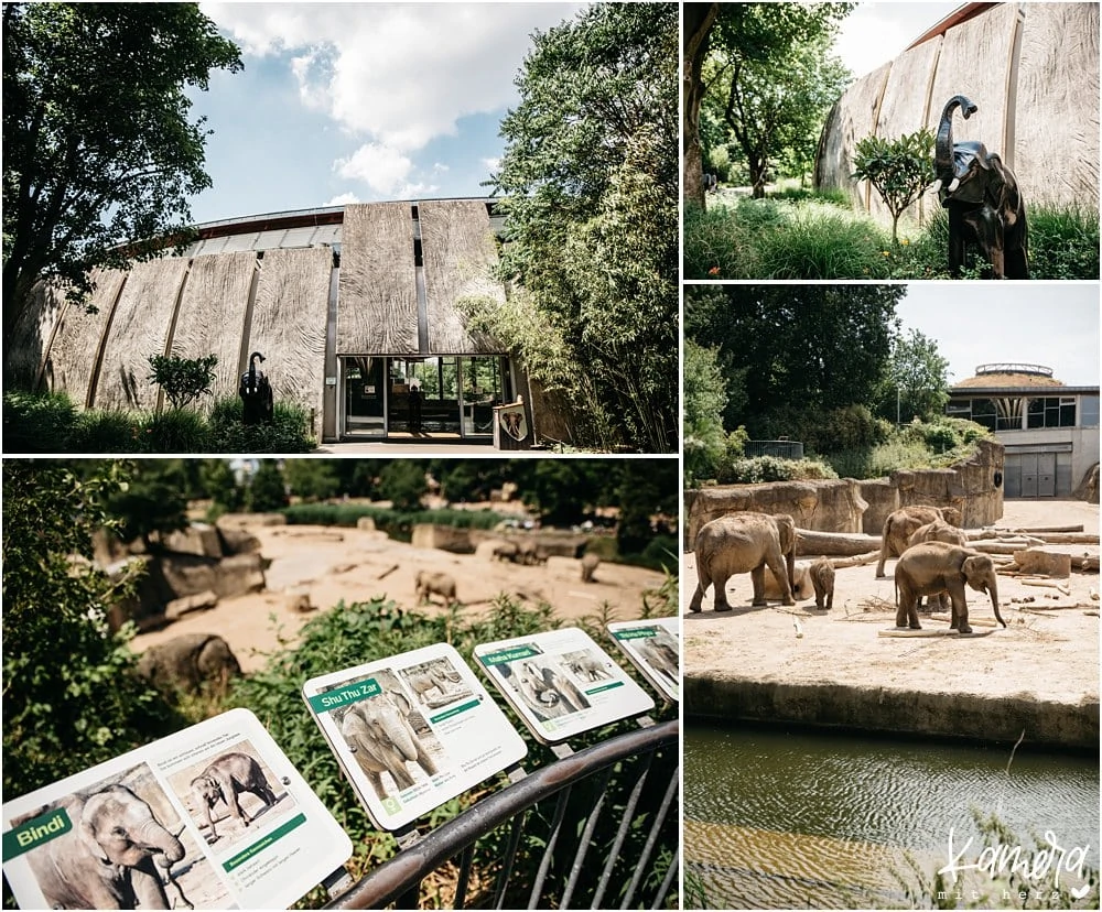 Trauung im Elefantenhaus des Kölner Zoo